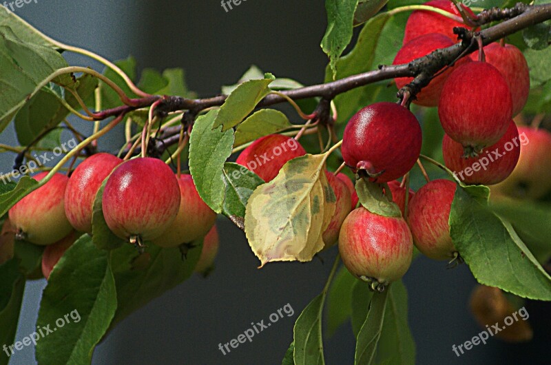 Apples Paradise Tree Small Apples Branch With Apples Fruiting Tree