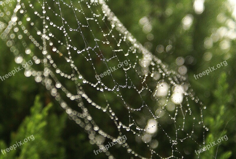 Cobweb Rosa Morning Dew The Delicacy Sharpness