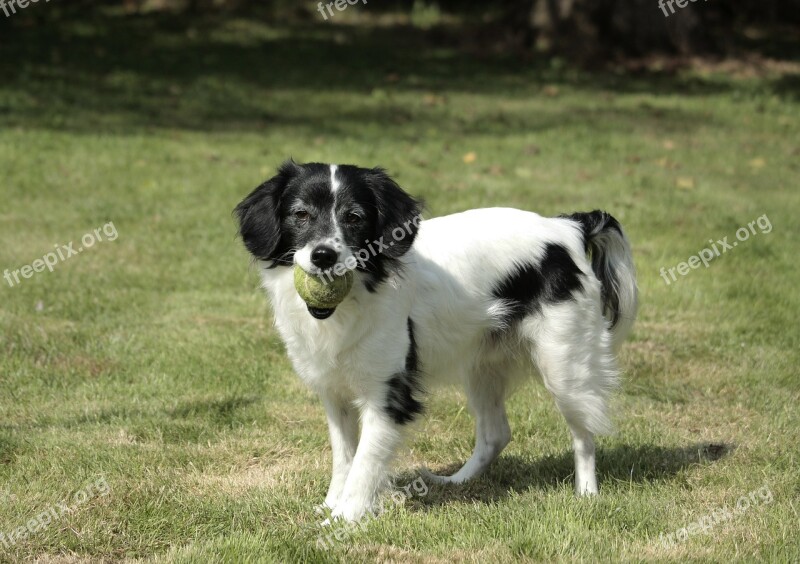 Dog Play Pet Fur Snout