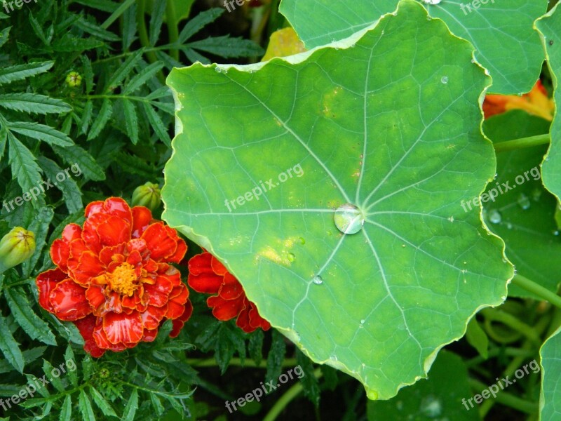 Flower Rosa Drop Sheet Nature