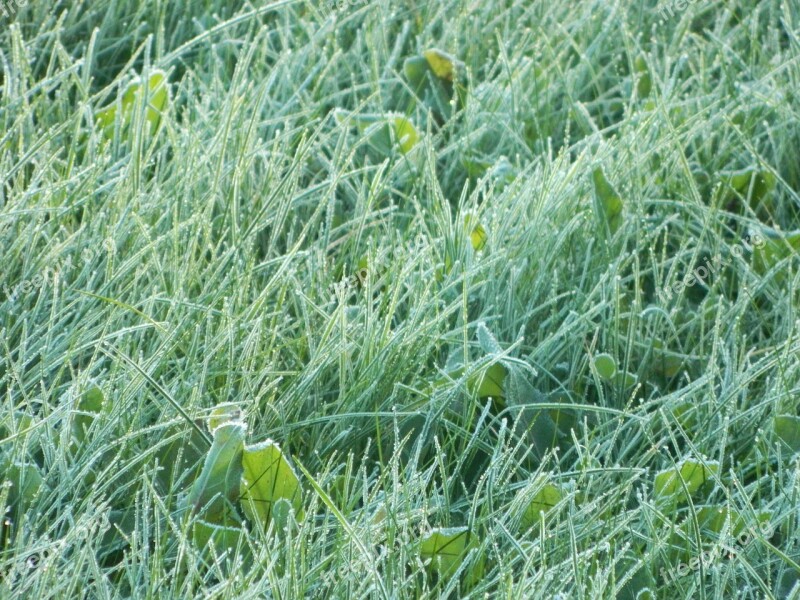 Grass Leann Freezing Nature Free Photos