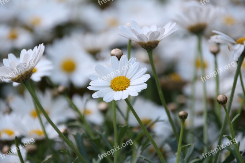 Daisy Flower Flowers Green Field Beautiful