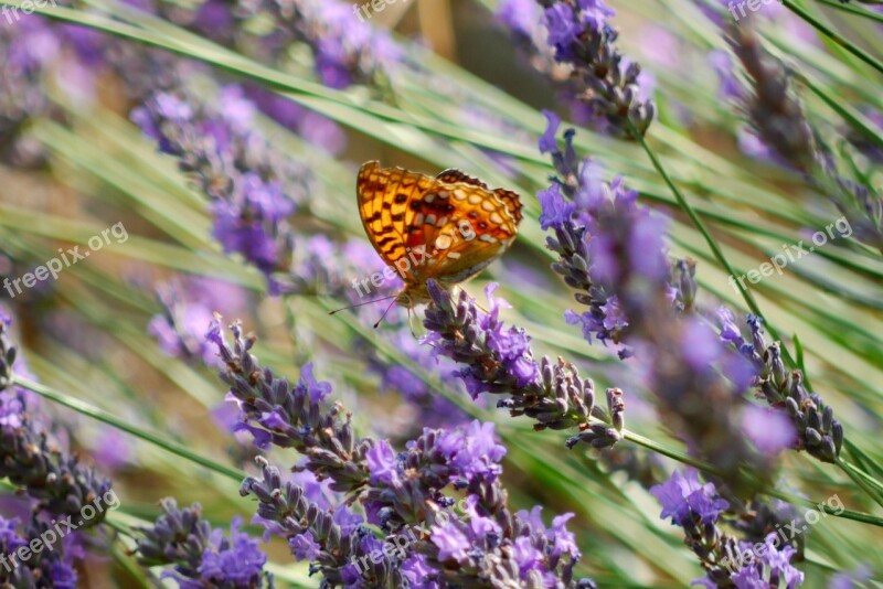 Lavender Butterfly Purple Nature Insect