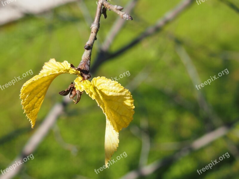 Leaf Growth Nature Plant Green