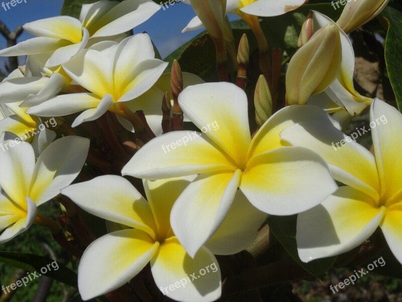 Plumeria Blossom Bloom Fragrance Beauty