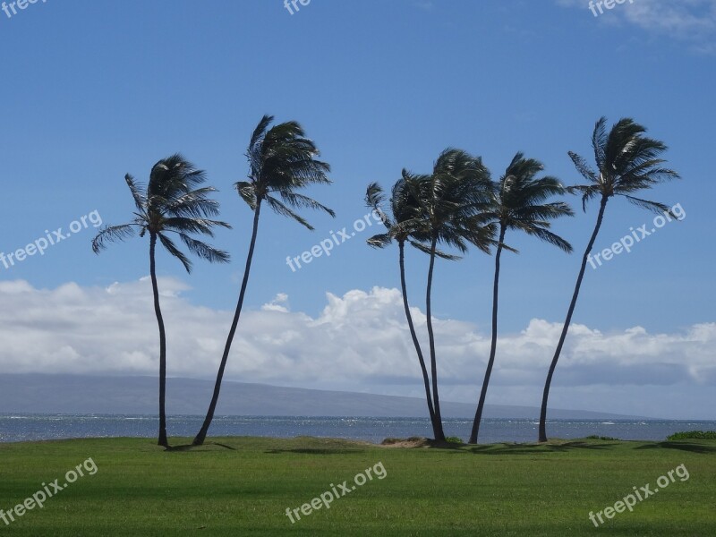 Palm Trees Hawaii Vacations Wanderlust Molokai