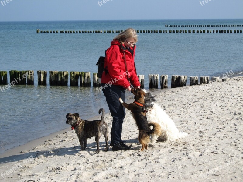 Dogs Feeding Beach Sand Trust