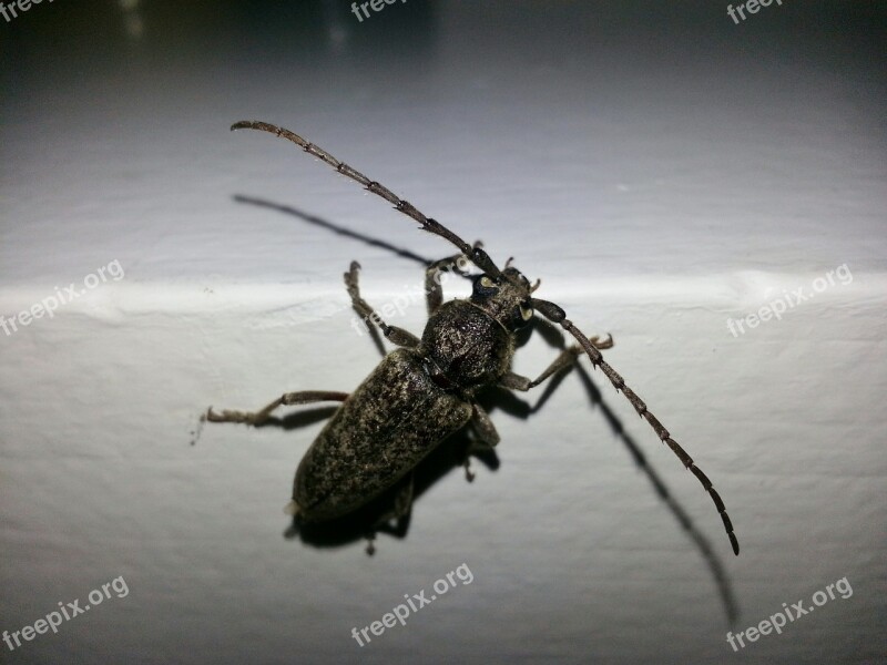 Longhorn Beetle Longhorn Borer Beetle Beetles Insect