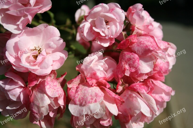 Rosebush Bush Small Flowers Pink Free Photos