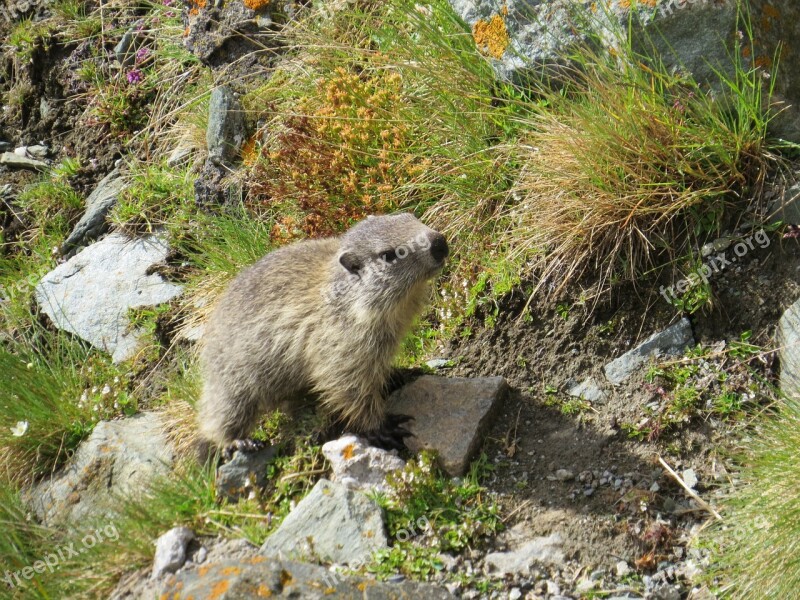 Marmot Animal Cute Free Photos