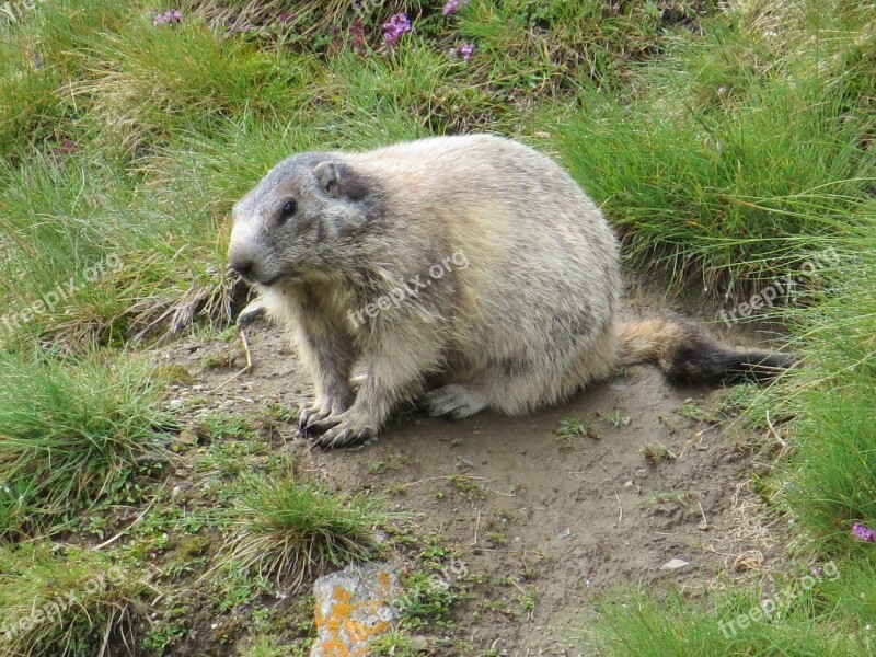 Marmot Animal Alpine Free Photos