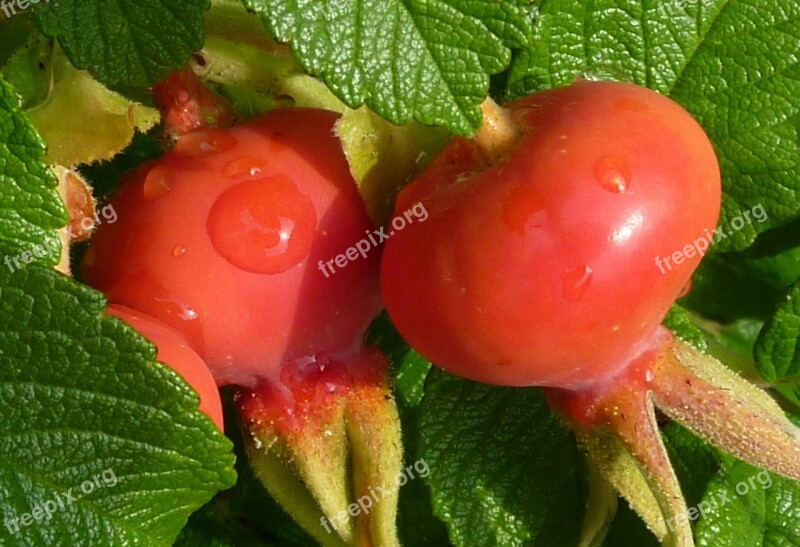 Rose Hip Rose Apples Red Plant Fruit