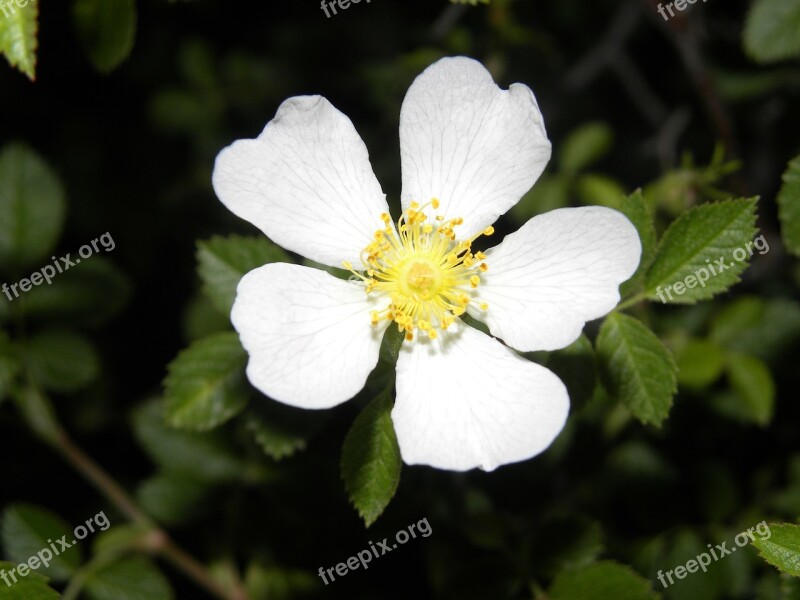 Flower White Yellow Foreground Spring Flowers