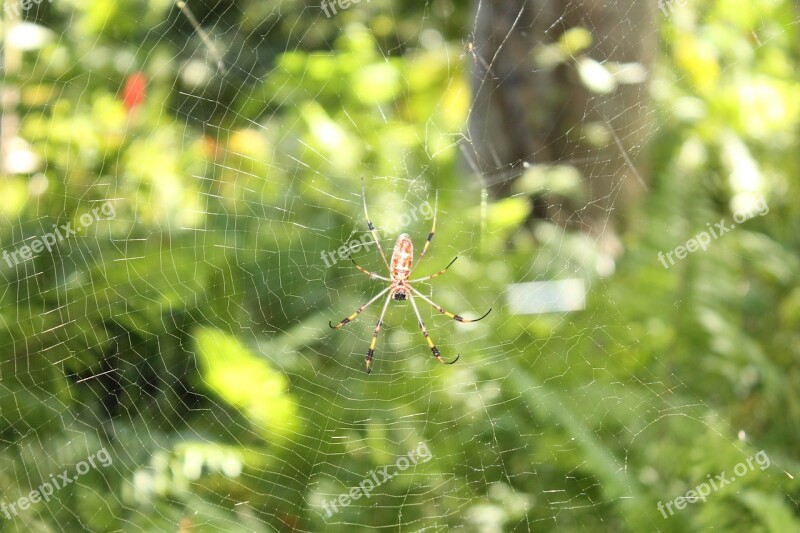 Spider Insect Nature Isolated Bug