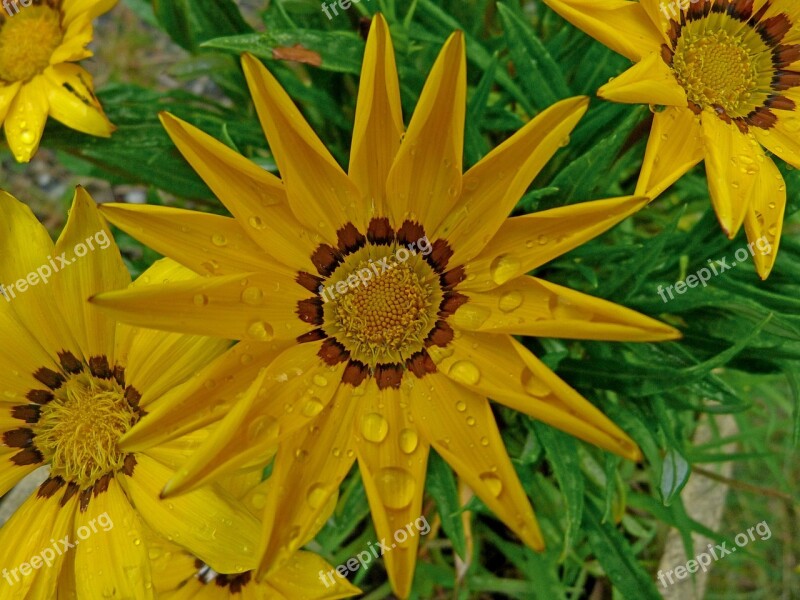 Flowers Coreopsis Macro Nature Garden