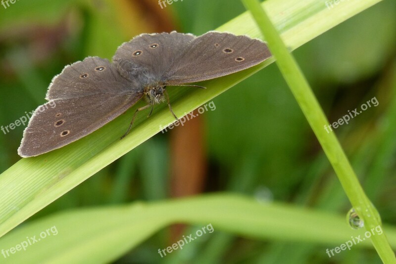 Butterfly Chimney Sweep Satyrinae Aphantopus Hyperantus Free Photos