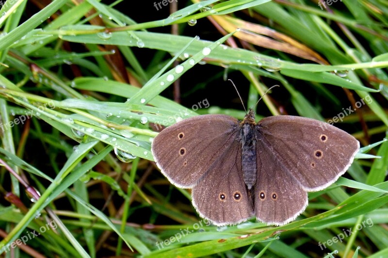 Butterfly Chimney Sweep Satyrinae Aphantopus Hyperantus Free Photos