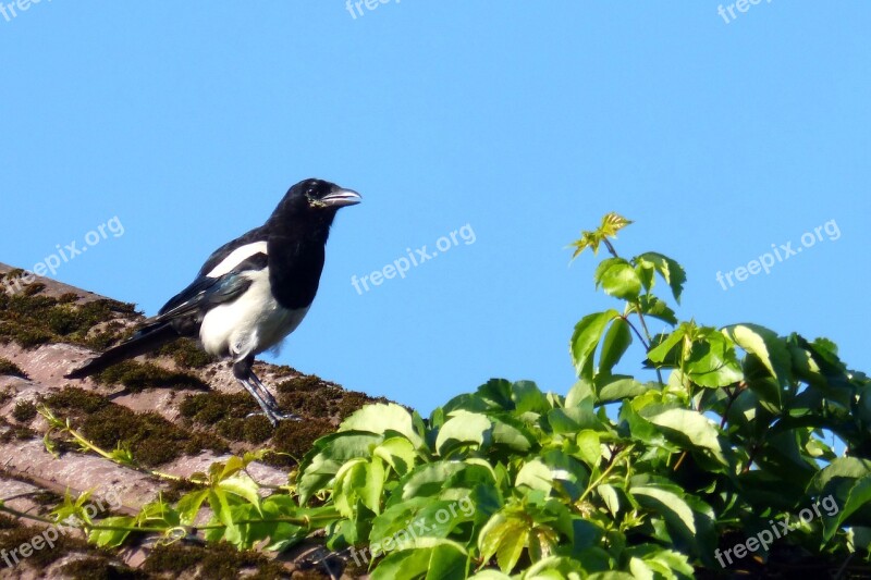 Elster Pica Pica Raven Bird Free Photos