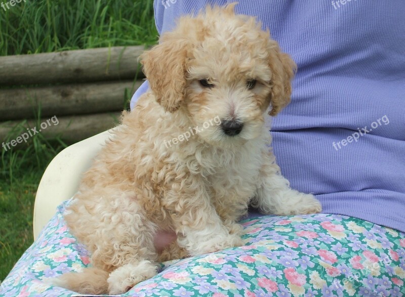 Poodle Puppy Cute Young Dog