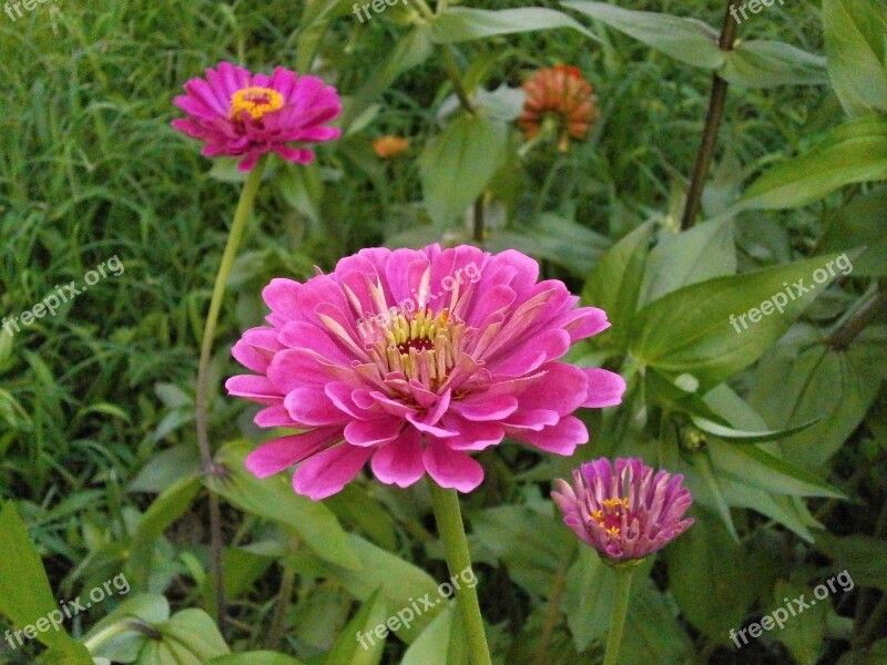 Zinnia Elegans Zinnia Pink Flower Free Photos