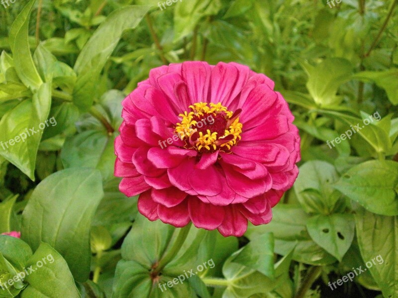 Zinnia Elegans Zinnia Pink Flower Free Photos