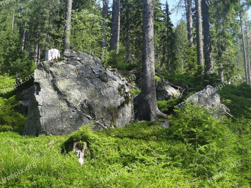 Boulder Rock Stones Nature Forest