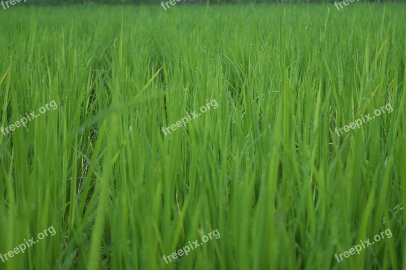 Rice Ch Farming Republic Of Korea Shares