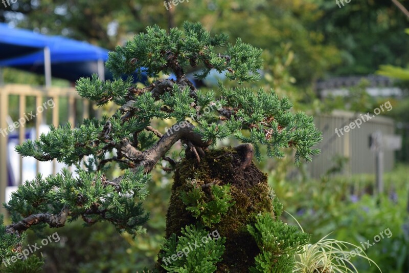 Miniature Bonsai Pine Littleness Summer