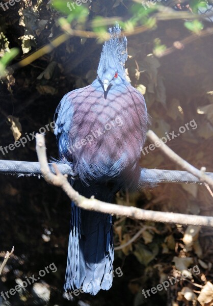 Crowned Pigeon Goura Bird Pigeon Blue