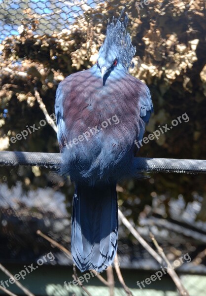 Crowned Pigeon Goura Bird Pigeon Blue