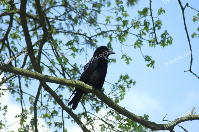 Crow Bird Sky Tree Animal