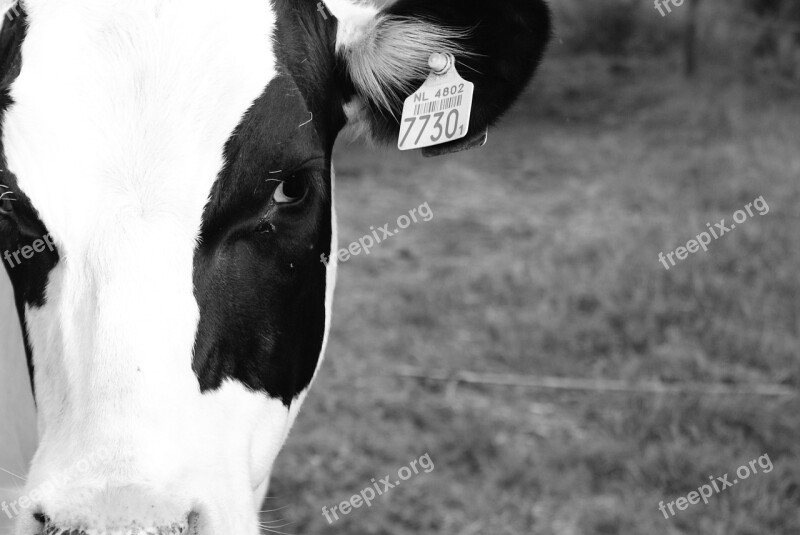 Cow Black White White Farm Black