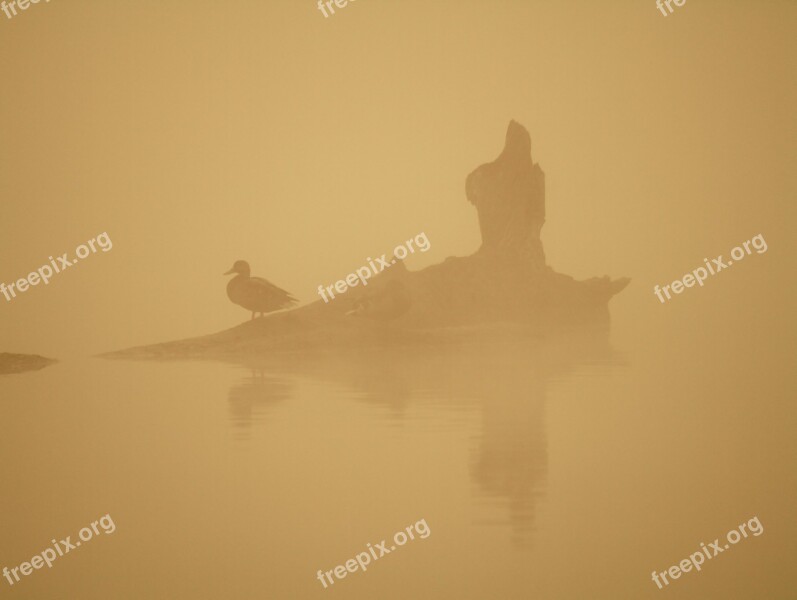 Birds Morning Water The Fog Orange