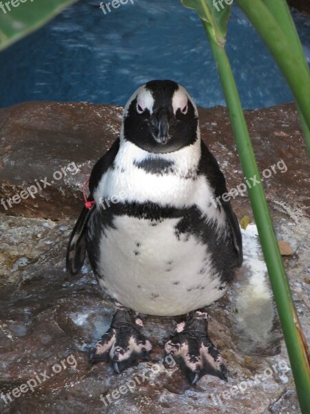 Penguin Black-footed Penguin Bird Cape Of Good Hope Africa