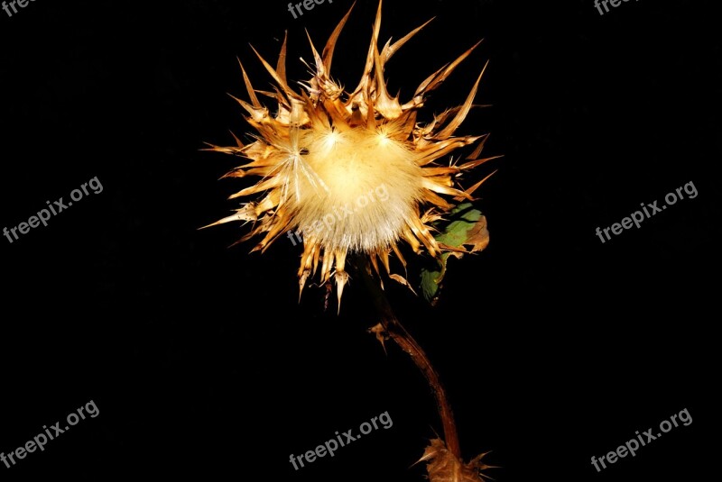 Garden Thistle Leaves Plants Field