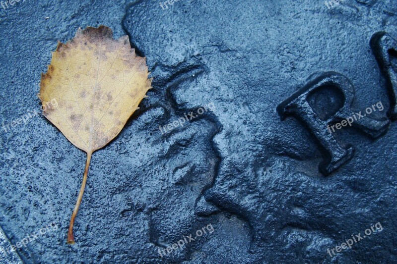 Motherboard Granite Leaf Foliage Nature