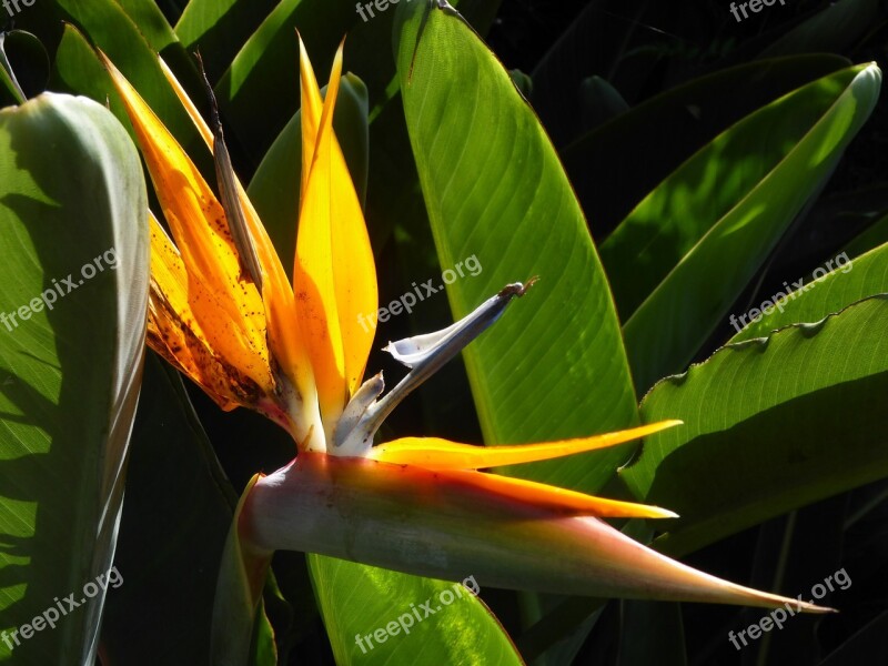 Strelizie Flora Madeira Bright Colours Strelicia