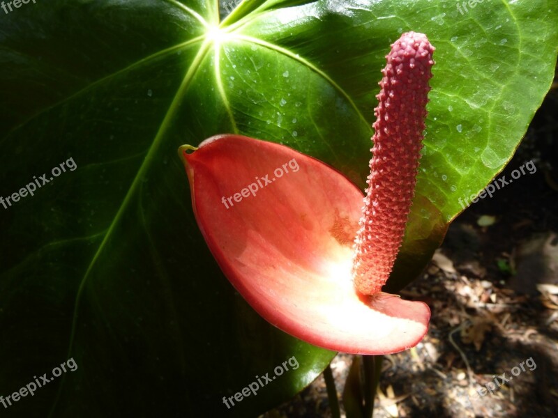 Red Flamingo Flower Flower Blossom Bloom