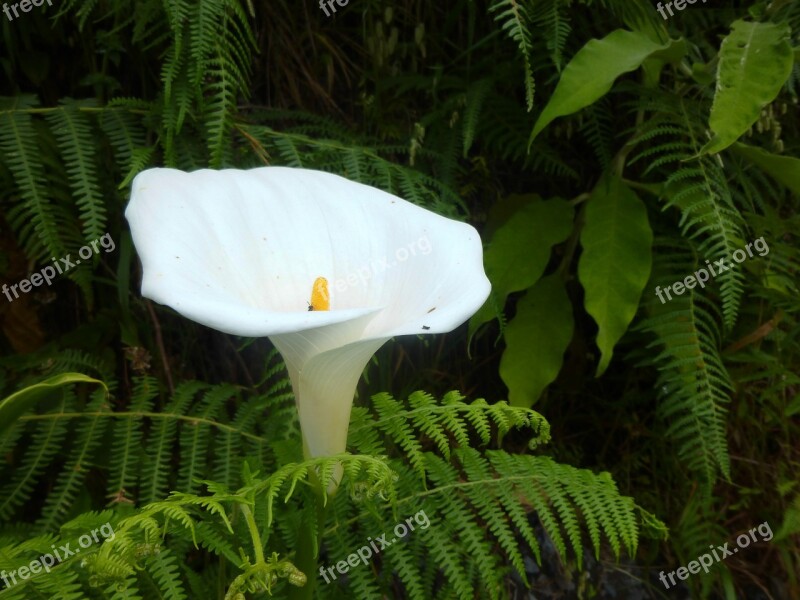 Calla White Blossom Bloom Background Image