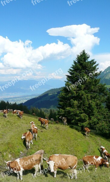 Cows Alm Clouds Pasture Alpine Meadow