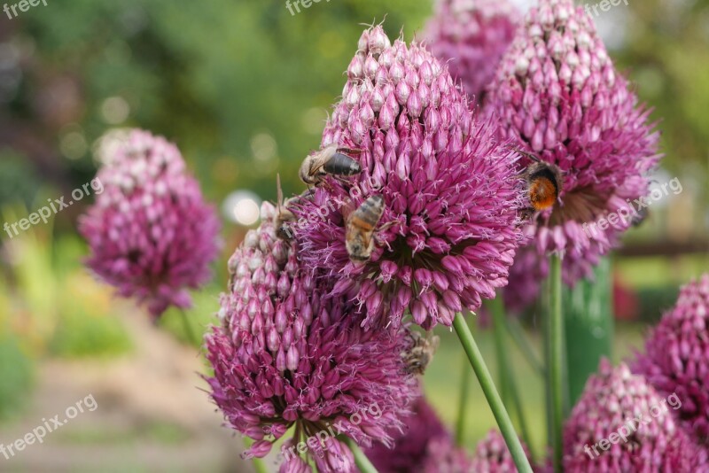 Garden Flower Bee Nature Plant