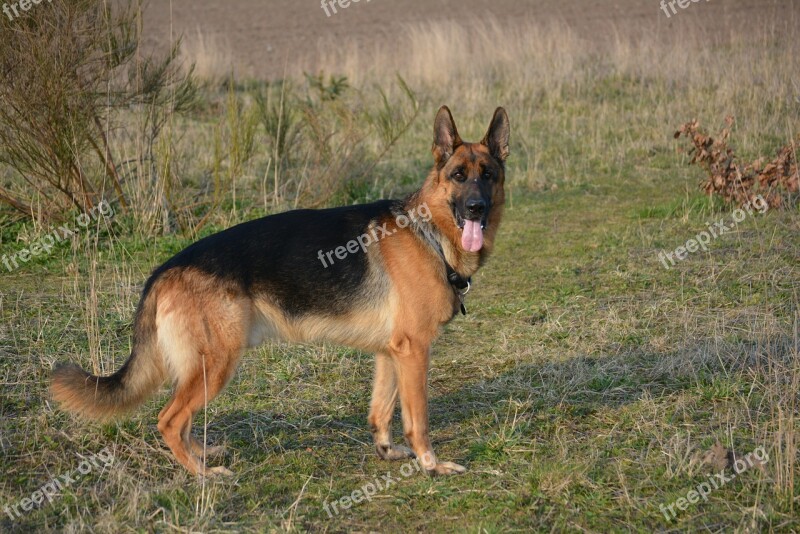 German Shepherd Almind Denmark Free Photos