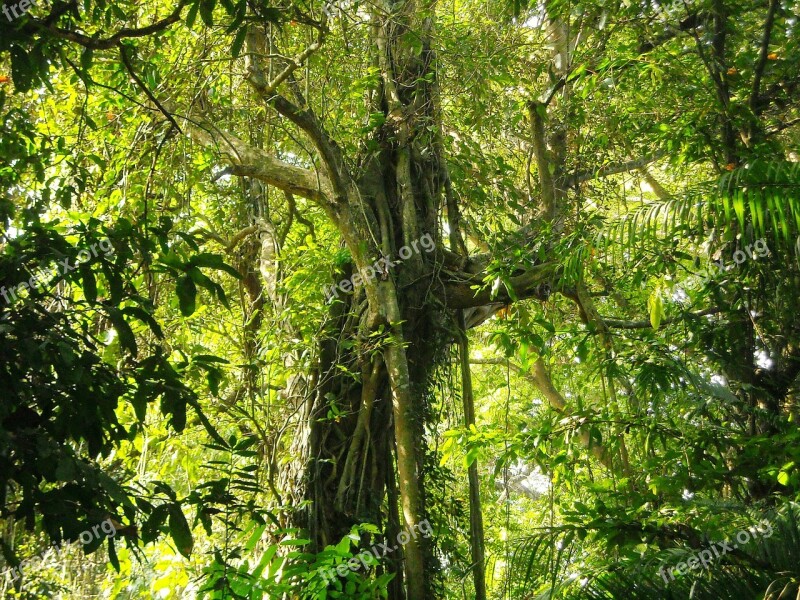 Large Tree Lush Shady Leaf Green