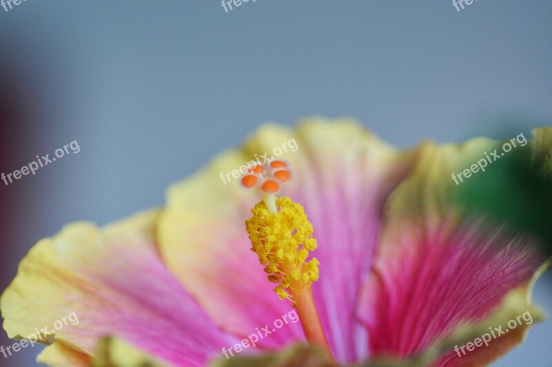 Hibiscus Flower Blossom Bloom Macro