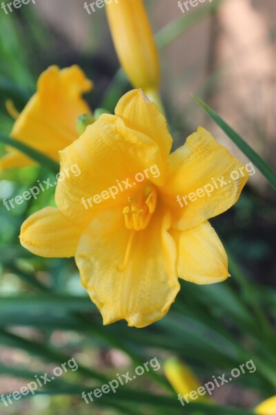 Yellow Daylily Flower Summer Plant