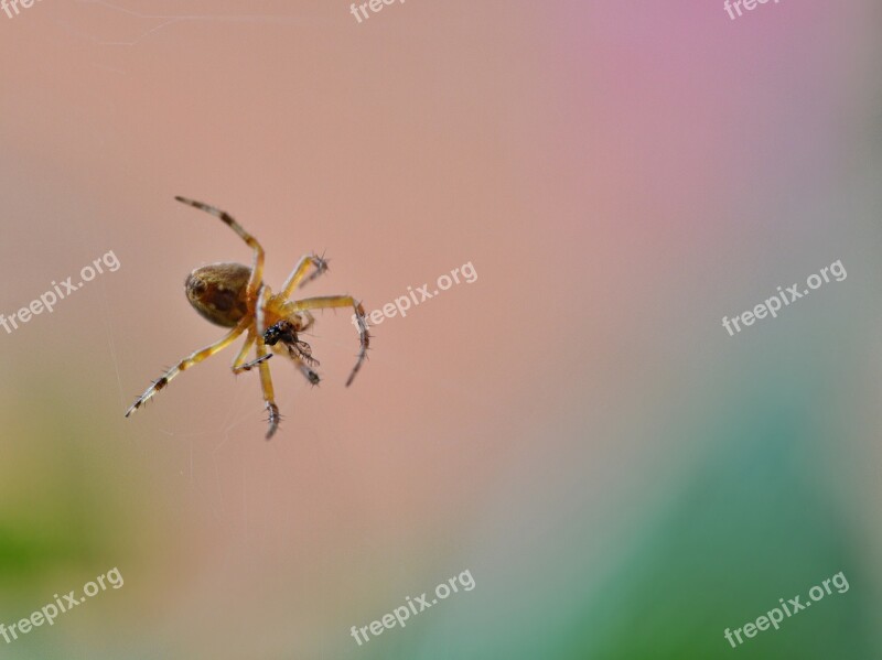 Spider Insect Nature Small Hunting