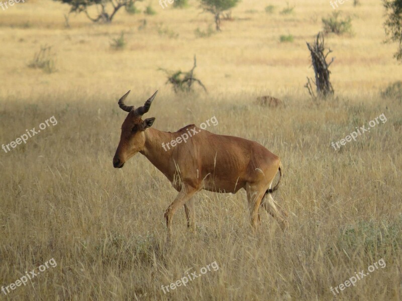 Hartebeest Africa Mammal Wildlife Nature