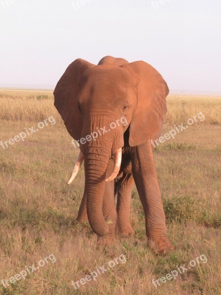 Elephant Kenya Africa Wildlife Nature