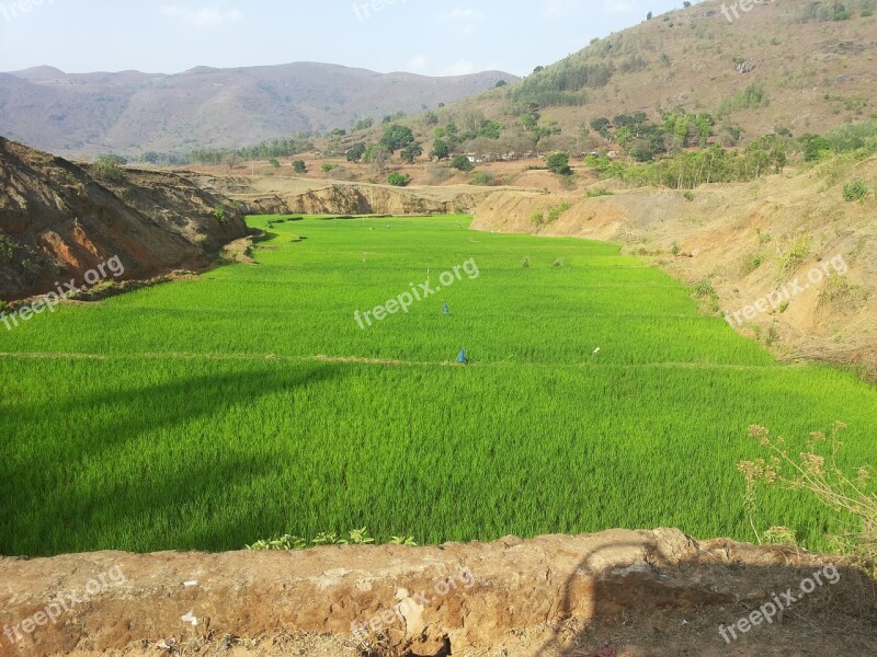 Paddy Field Landscape Green Scenery