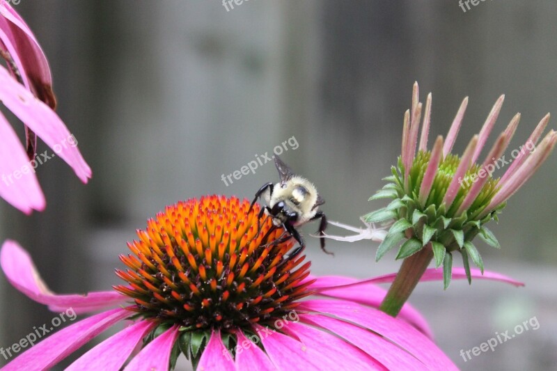 Bee Pollen Honey Healthy Pollination